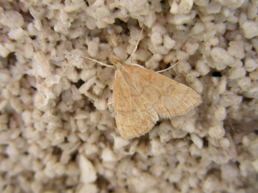 Polyommatus (Polyommatus) thersites